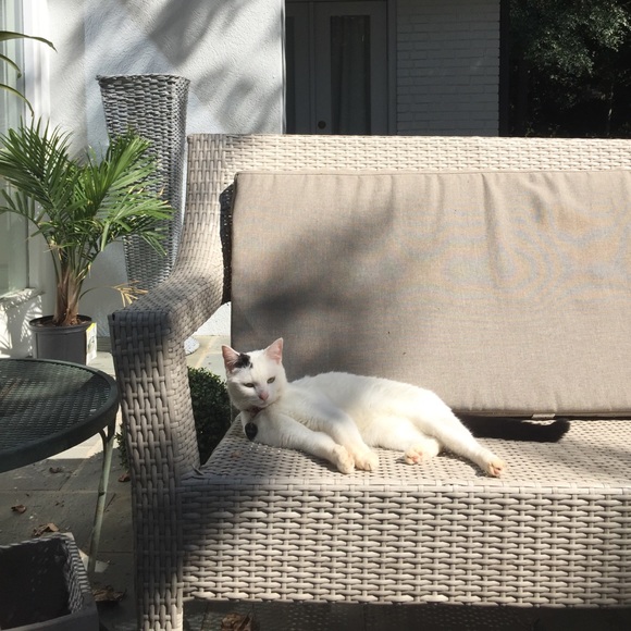 Meet your Posher, Gibby - Picture 1 of 1